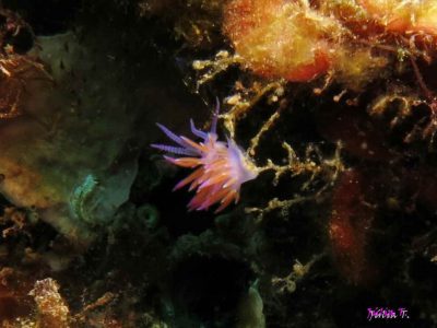 CNPS-mergulho-nudibrânquios no fundo do mar