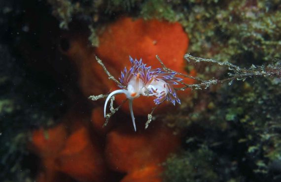 CNPS-immersione-fondali-nudibranchi